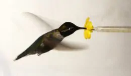 What Happens When You Put a Hummingbird in a Wind Tunnel?