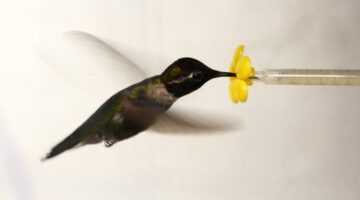 What Happens When You Put a Hummingbird in a Wind Tunnel?