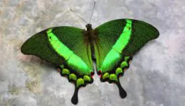 10 Most Beautiful Butterflies on Planet Earth
