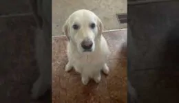 Absolutely Adorable Dog Apology