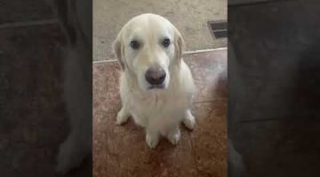 Absolutely Adorable Dog Apology