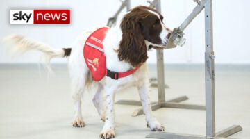 Coronavirus: Dogs Trained to Sniff Out COVID-19