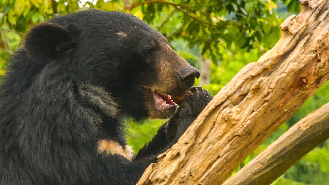 Feeding 39 Hungry Moon Bears Takes A Military Style Mission 