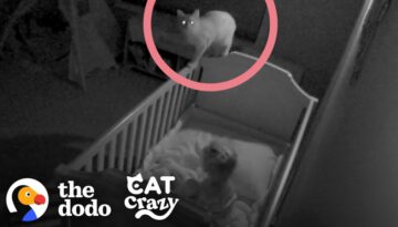 Rescue Cat Sneaks Into His Sister’s Crib At Night