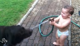 Babies Laughing at Pets