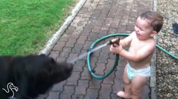 Babies Laughing at Pets