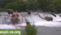 Bears Falling off Brooks Falls