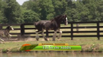 Clydesdale Horse Ranch
