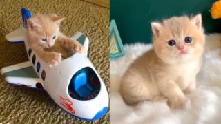 Cute and Funny Cat Videos Compilation