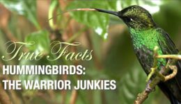 Funny True Facts About Hummingbirds