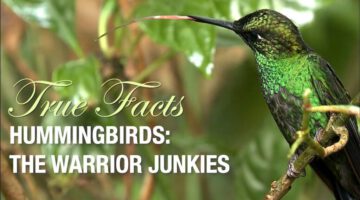 Funny True Facts About Hummingbirds