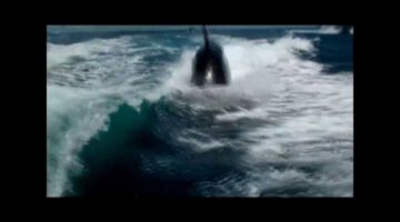Killer Whales Chases Boat