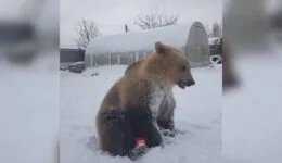 Meet Stepan The Bear