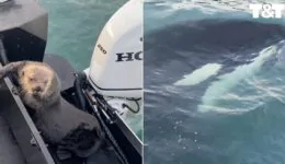 Otter Jumps Onto Boat Escaping Orca With Seconds To Spare