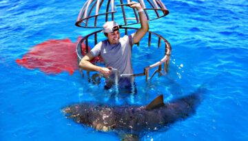 Shark Attack Test- Human Blood vs. Fish Blood