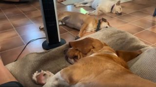 Sleeping Dogs Hear Squirrel