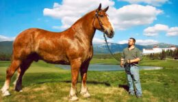 The BIGGEST HORSES In The World
