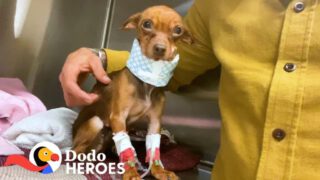 The Moment This Guy Realizes This Little Dog Is Going To Be Just Fine