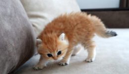 The Most Dangerous Kitten in the World
