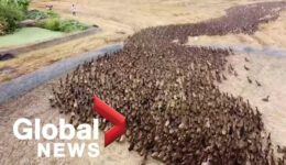 10,000 Ducks in a Farm Field