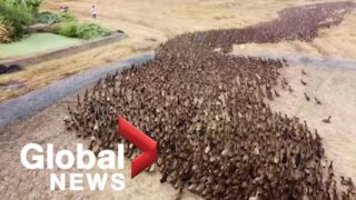 10,000 Ducks in a Farm Field