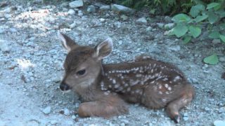 Baby Deer calls Logger “Mom”