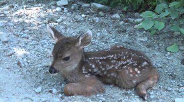 Baby Deer calls Logger “Mom”