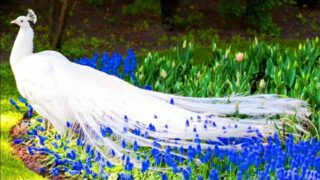 Beautiful Majestic Peacocks