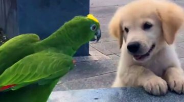 Cutest Golden Puppy and Parrot Duo To Make Your Day
