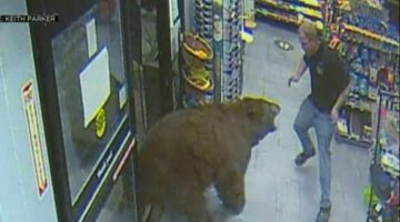 Footage Shows Workers Face-to-Face With Bears