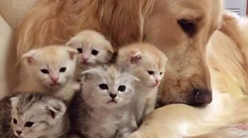 Golden Retriever Patiently Watching Newborn Kittens