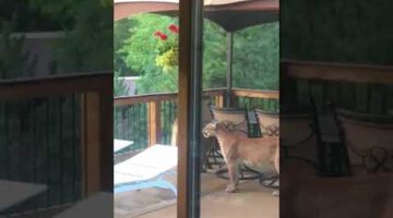 Group of Mountain Lions on Porch in Colorado