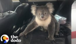 Guy Finds Wild Koala In The Back Seat Of This Car