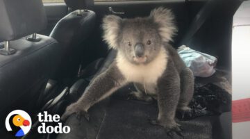 Guy Finds Wild Koala In The Back Seat Of This Car