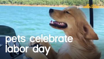 Pets Celebrate Labor Day