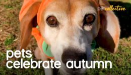 Pets Celebrate The Seasons Changing