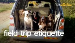 Pets Guide To Field Trips