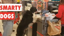 Smarty Dogs (Funny Dog Video Compilation)