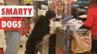 Smarty Dogs (Funny Dog Video Compilation)