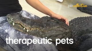 The Greatest Therapy Pets