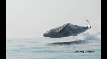 40 Ton Humpback Whale Leaps Entirely Out of the Water!