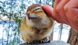 A Very Friendly Chipmunk