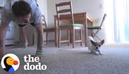Dog Copies Every Single Yoga Pose His Dad Does