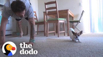 Dog Copies Every Single Yoga Pose His Dad Does