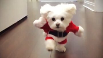 Funniest Dogs in Costumes