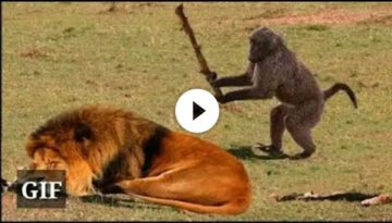 Funny Animals Doing Funny Things – 