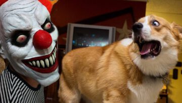 FUNNY Dogs Scared of Halloween Compilation