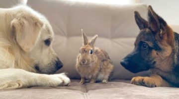 Golden Retriever and German Shepherd Puppy Play with Bunny Sam for the First Time!