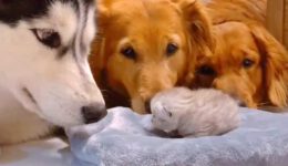 Golden Retrievers & Husky Meeting Their Best Friend’s Newborn Kitten