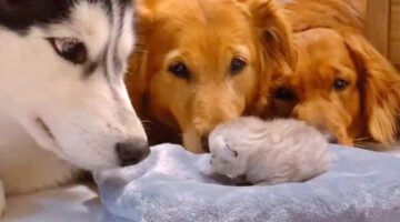 Golden Retrievers & Husky Meeting Their Best Friend’s Newborn Kitten